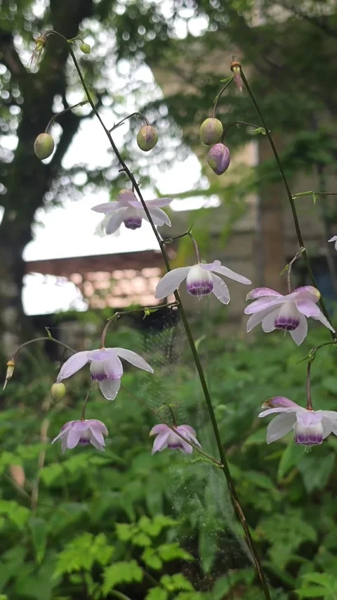 Delicate Anemonopsis Macrophylla Flowers Blooming in Japanese Woodland Vídeo Stock 343732563