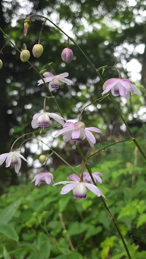Delicate Anemonopsis Macrophylla Flowers Blooming in Japanese Woodland Vídeo Stock 343732565