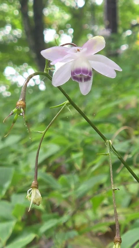 Delicate Anemonopsis Macrophylla Flowers Blooming in Japanese Woodland Vídeo Stock 343732575