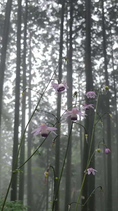 Delicate Anemonopsis Macrophylla Flowers Blooming in Japanese Woodland Vídeo Stock 343732580