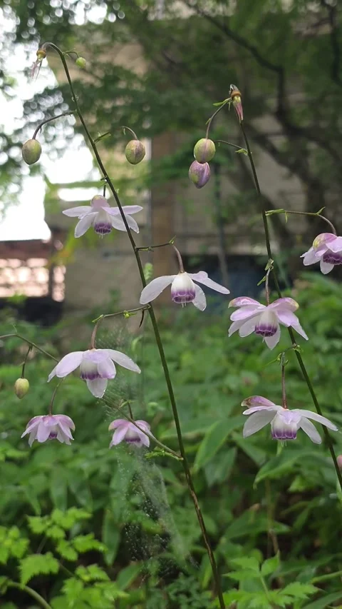 Delicate Anemonopsis Macrophylla Flowers Blooming in Japanese Woodland Vídeo Stock 343732585