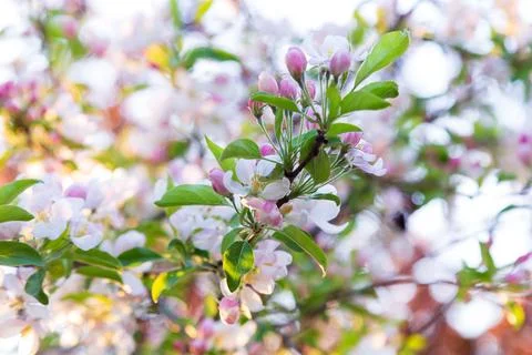 Delicate apple tree backlit pink and white flowers Stock Photos