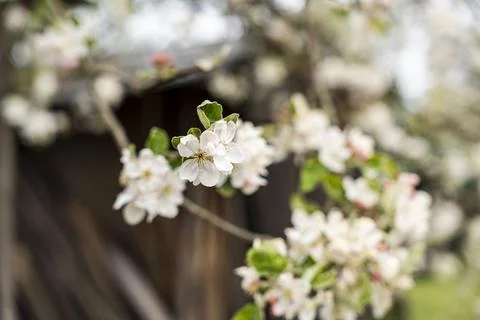 Delicate apple tree blossoms in spring, showcasing the beauty of nature with Fotos de archivo