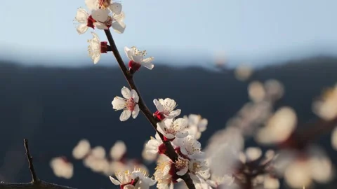 Delicate Apricot Tree Blossoms in Spring in Wachau in Austria Stock Footage 236234852