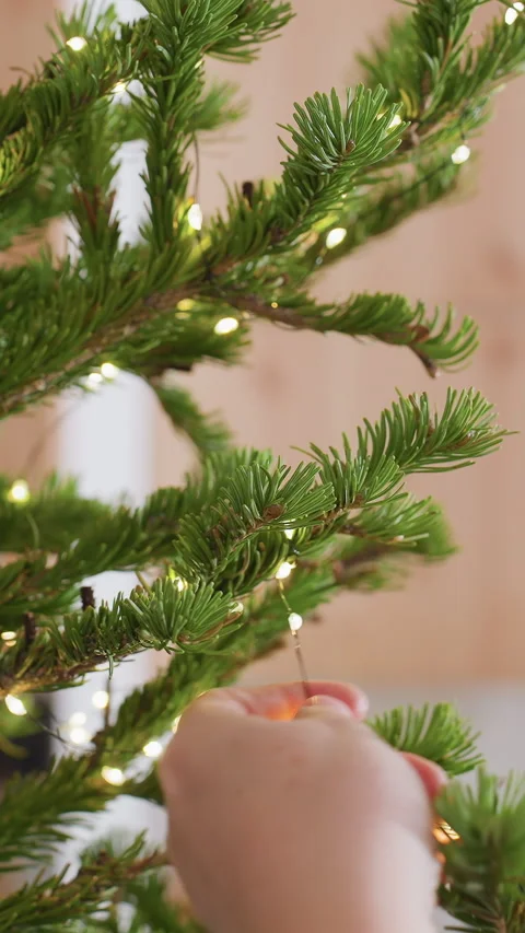 Delicate arrangement of bright lights around evergreen during festivities Stock Footage 323736065