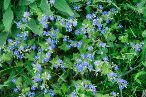 Delicate background with small blue flowers. Natural background, texture Stock Photos