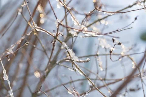 Delicate bare branches coated in melting ice crystals, winter season Stock Photos