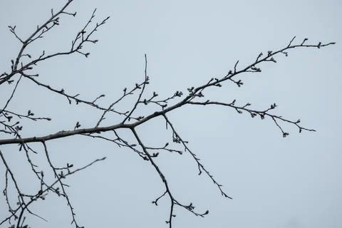 Delicate bare tree branches with small buds silhouetted against blue sky Stock Photos