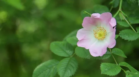 Delicate Beauty Stock Footage 51350195