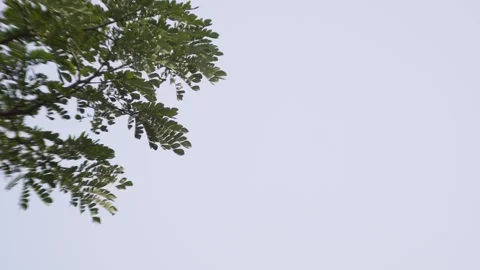 The delicate beauty of a tree branch against a bright, clear sky Stock Footage 304792190