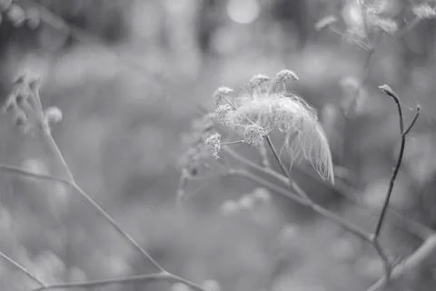A delicate bird feather caught on a wild plant in a meadow. This cinematic bl Foto stock
