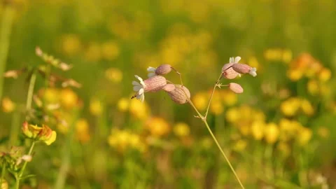 Delicate bladder campion flowers gently swaying in the summer breeze 库存影片 340881581