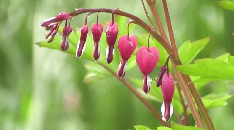 Delicate Bleeding Hearts Spring Flowers Stock-Footage 50296030