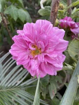 A delicate bloom, blushing in soft pink hues. Fotos de archivo