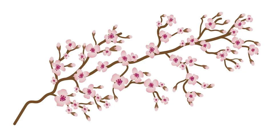 Delicate bloom cherry blossoms with soft pink petals floating through sprin.. Stock Illustration