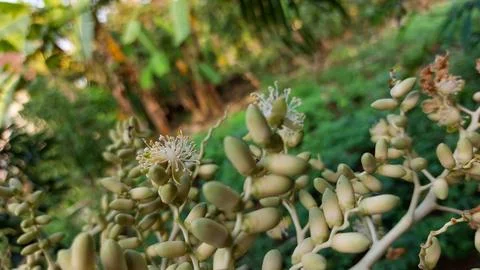 Delicate blooming flowers of the Areca catechu palm Stock Photos