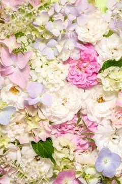 Delicate blooming roses and hydrangea flowers. Blooming pastel flowers, festive Stock Photos
