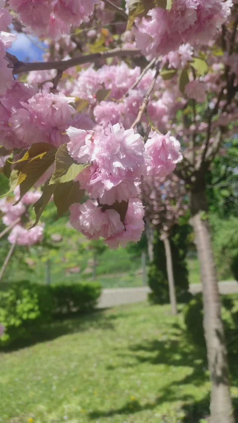 Delicate blooming sakura branches with pink flowers on a sunny day in the park Stock Footage 273173632