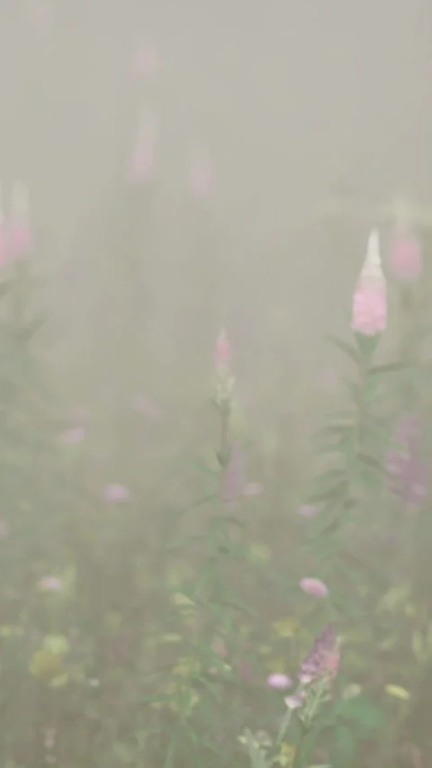 Delicate blooms emerge through a soft mist in a tranquil garden setting Stock Footage 334049849