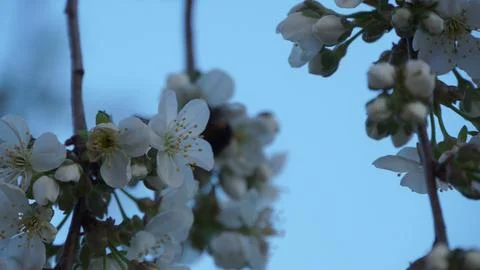 A Delicate Blossom Blooming Gracefully in Springtime, with a Busy Bee Stock Photos