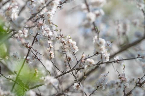 Delicate blossom pattern with branches. Soft background featuring floral an.. 스톡 사진