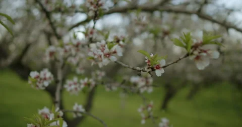 Delicate Blossom Touch in a Spring Orchard that Captivates the Heart and Mind Stock Footage 301708634