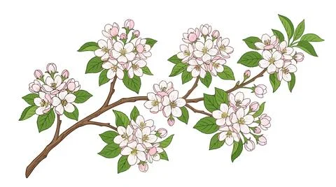 Delicate blossoming branch with light pink flowers Illustrazione stock