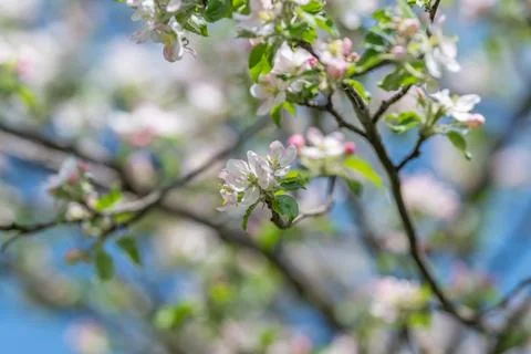 Delicate blossoms as airy background element, soft colors and open compositio Stock Photos
