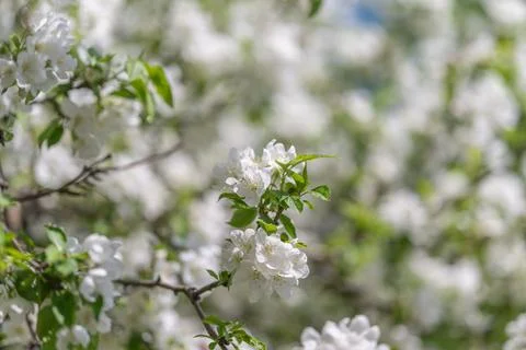 Delicate blossoms create romantic setting. Rich clusters of apple blossoms pr Stock Photos
