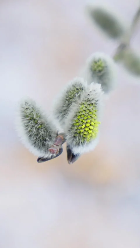 Delicate blossoms emerge in early spring Stock Footage 312928386
