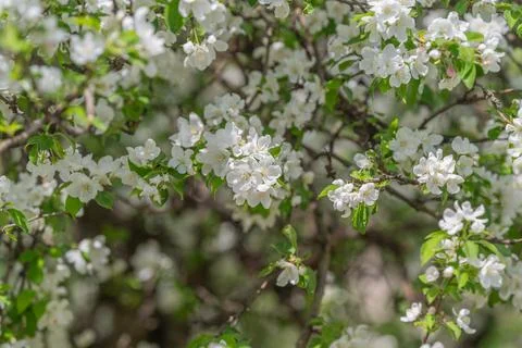 Delicate blossoms form repeating pattern subtle color palette decorative text Stock Photos