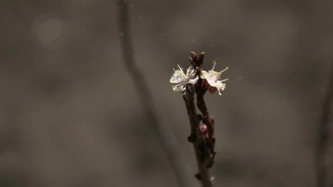 Delicate Blossoms in Spring Stock Footage 303417621