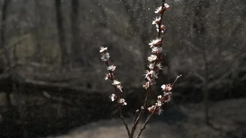 Delicate Blossoms in Spring Stock Footage 303418808
