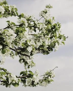 Delicate Blossoms in Spring Stock Photos