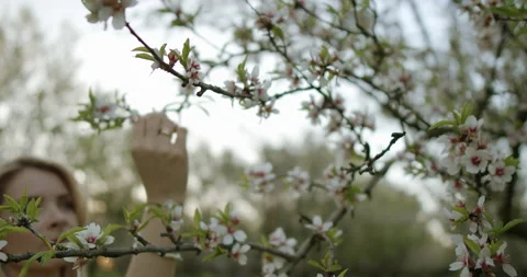 Delicate Blossoms A Touch of Springtime Beauty in Natures Enchanting Stock Footage 305647674