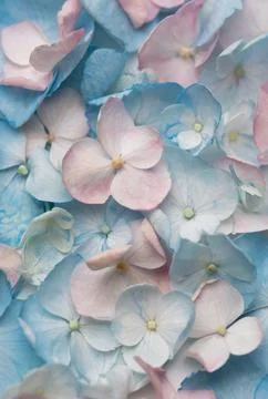 Delicate blue and pink hydrangea blossoms background pattern Stock Photos