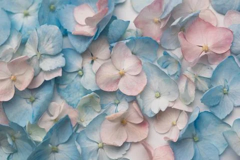 Delicate blue and pink hydrangea blossoms background pattern Stock Photos
