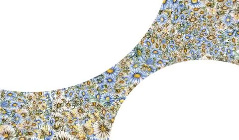 Delicate blue and white chamomile. Horizontal board, watercolor illustratio.. Stock Illustration