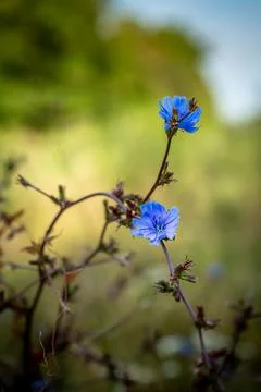 Delicate blue chicory blossoms. Stock Photos