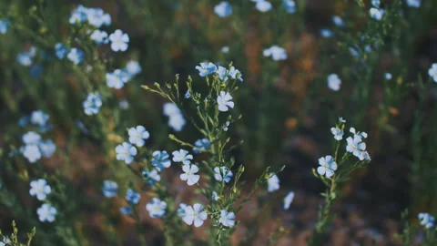Delicate blue flax flowers Stock Footage 247107404