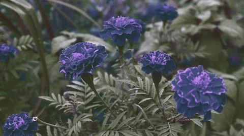 Delicate blue flowers in dark garden Stock Photos