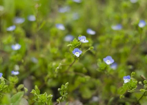 Delicate blue flowers Veronica Beccabunga 2 Stock Photos
