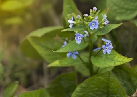 Delicate blue flowers Veronica Beccabunga Stock-Fotos
