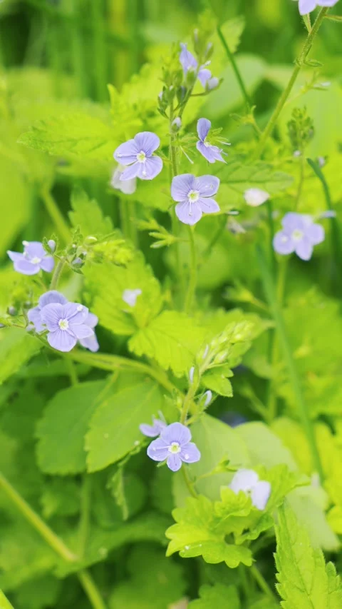 Delicate Blue Forget-Me-Not Flowers Blooming in lush green meadow Vidéo 336321529