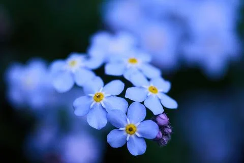 Delicate blue forget-me-not flowers blooming in spring Foto stock