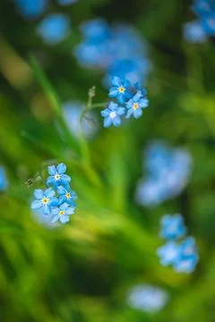 Delicate blue forget me not flowers blooming in a vibrant green spring garden Stock Photos