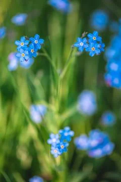 Delicate blue forget me not flowers blossom in a vibrant green garden, creating Stock Photos