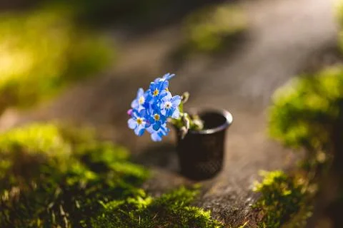Delicate blue forget me not flowers are blooming, standing upright in a sma.. Stock Photos