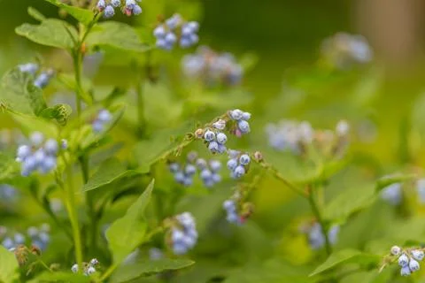 Delicate blue forget-me-not flowers among green foliage in soft natural light Stock Photos