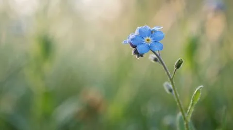 Delicate blue forget me not wildflower blooming in a green grassy field Foto stock